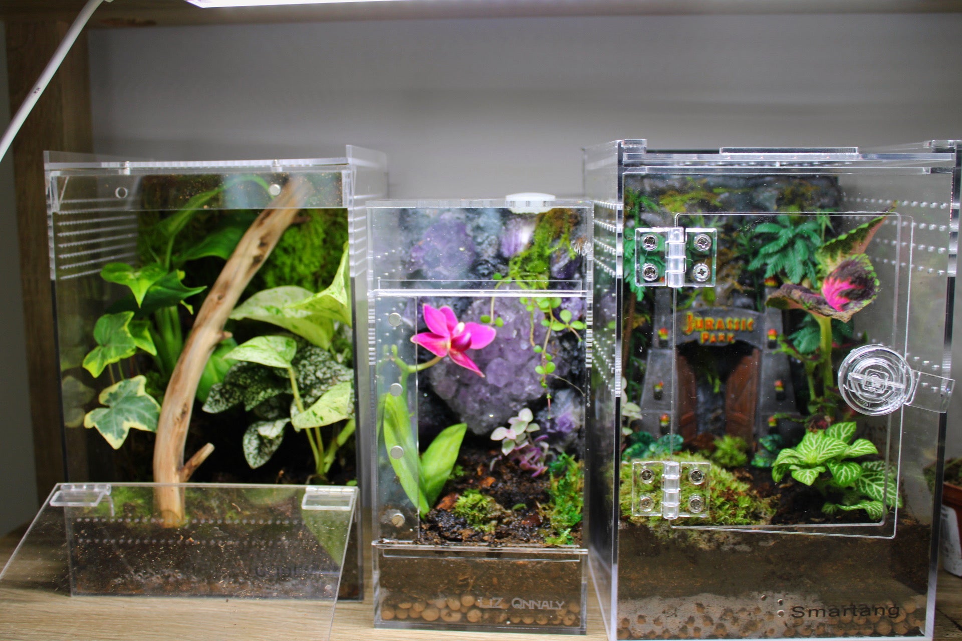 Jumping Spider Enclosures