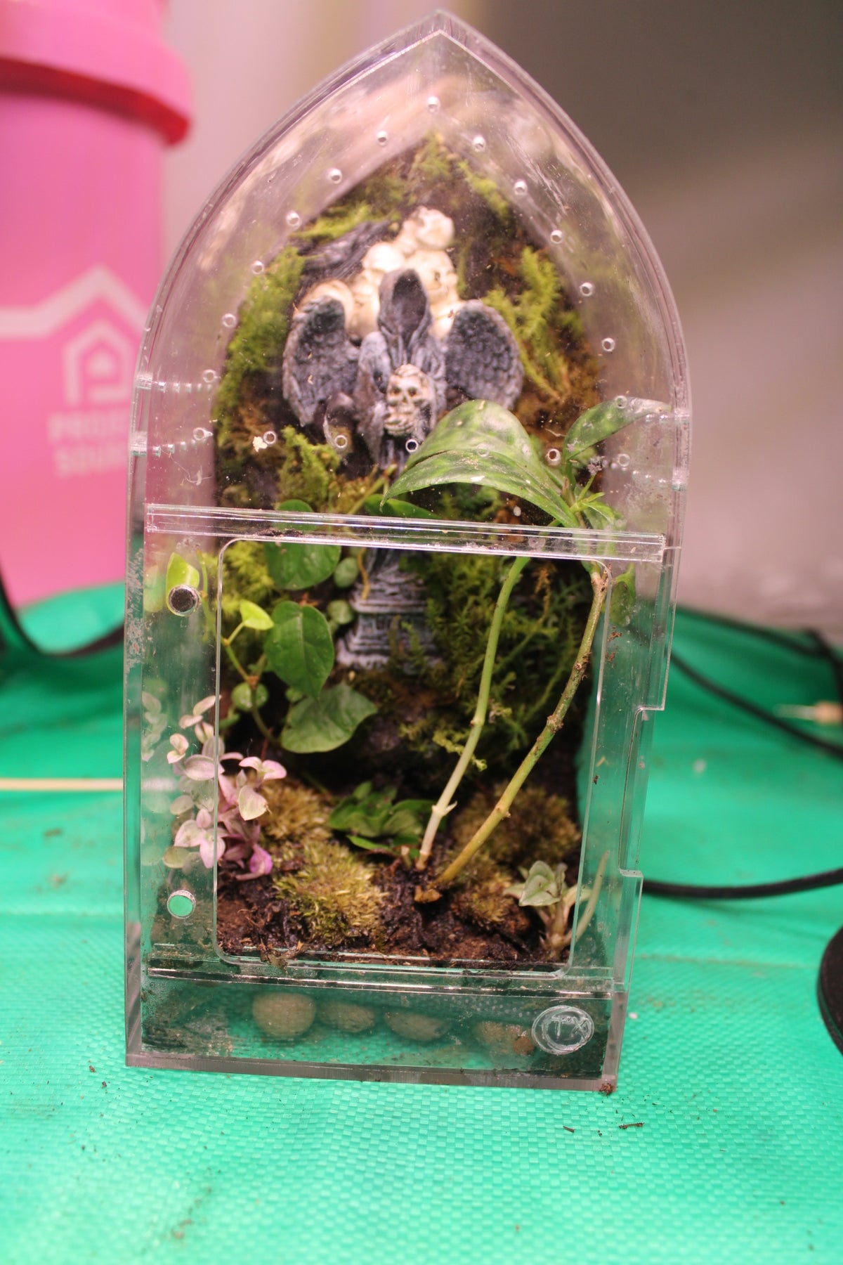 Gothic Forest Bioactive Jumping Spider Enclosure