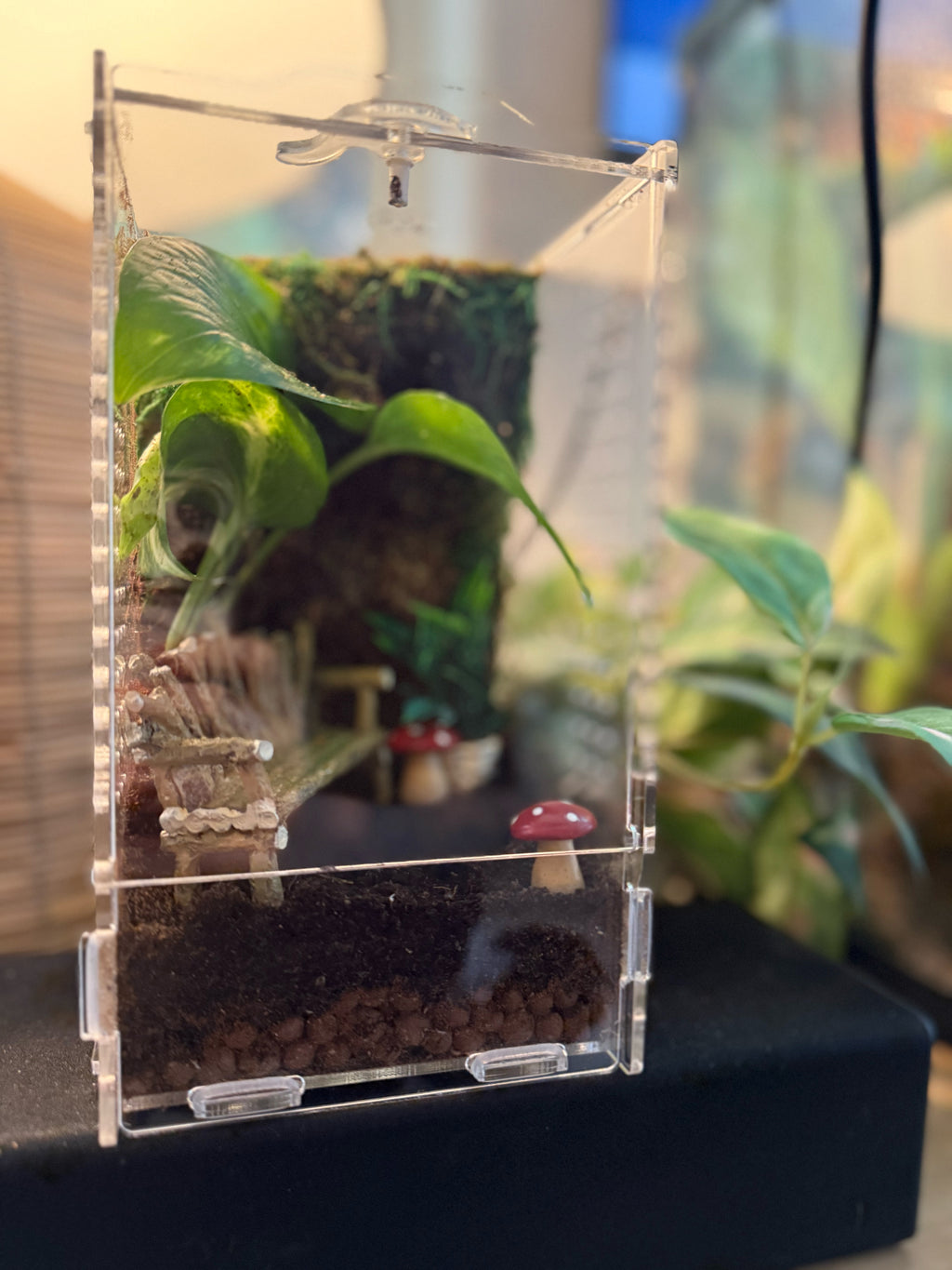 Custom Bioactive Jumping Spider Enclosure