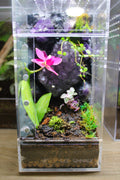 Amethyst Crystal Jumping Spider Enclosure