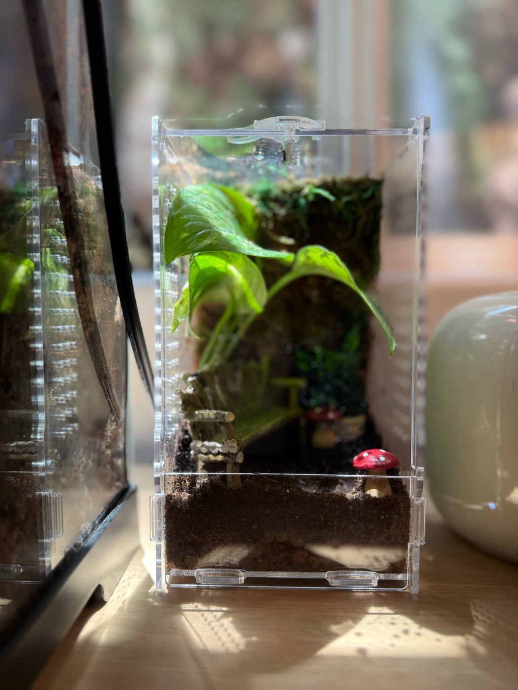 Custom Bioactive Jumping Spider Enclosure