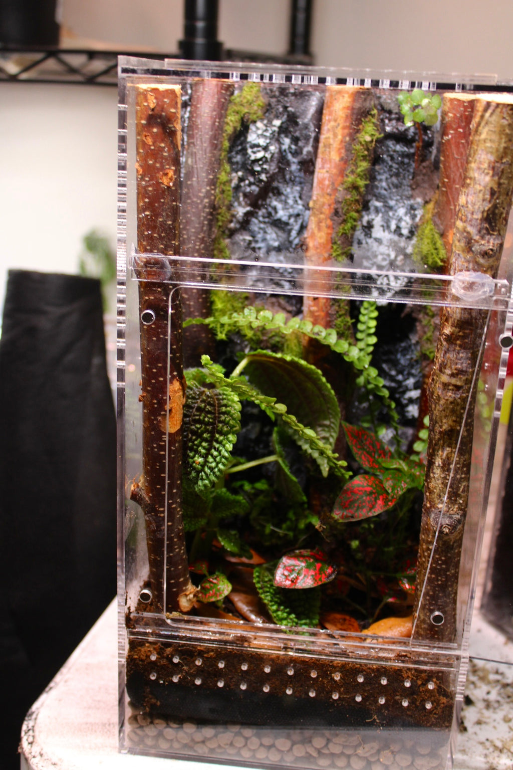 Rocky Forest Canopy Bioactive Jumping Spider Enclosure