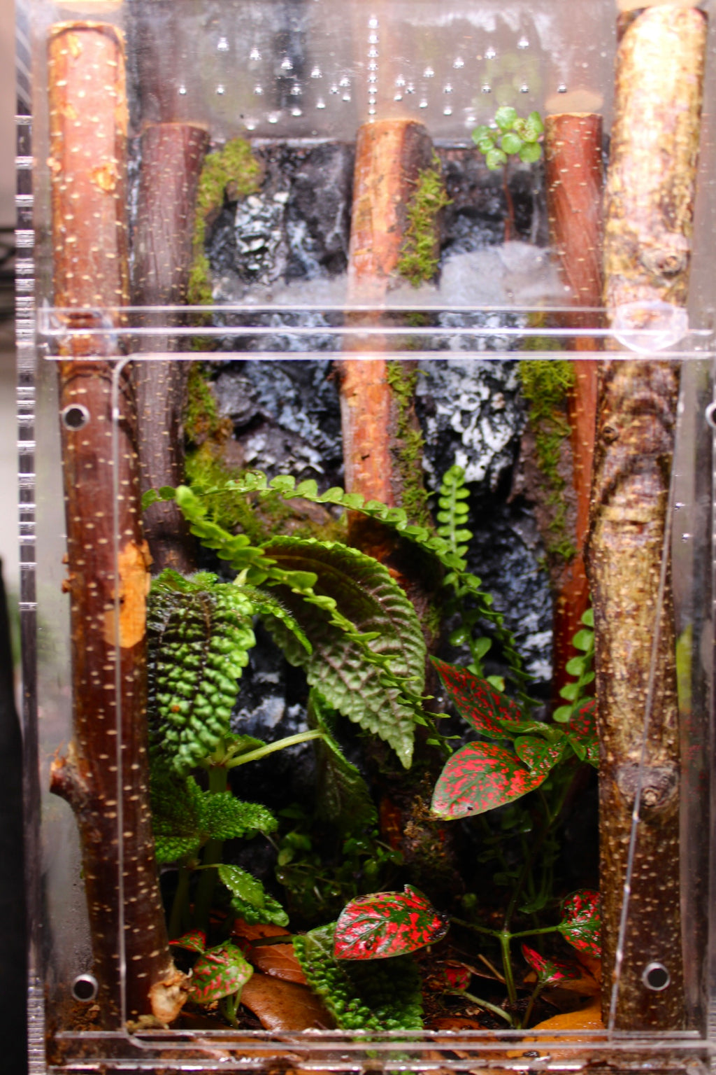 Rocky Forest Canopy Bioactive Jumping Spider Enclosure