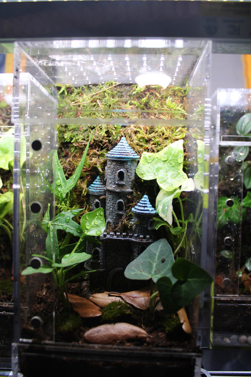 Fairytale Castle Bioactive Jumping Spider Enclosure