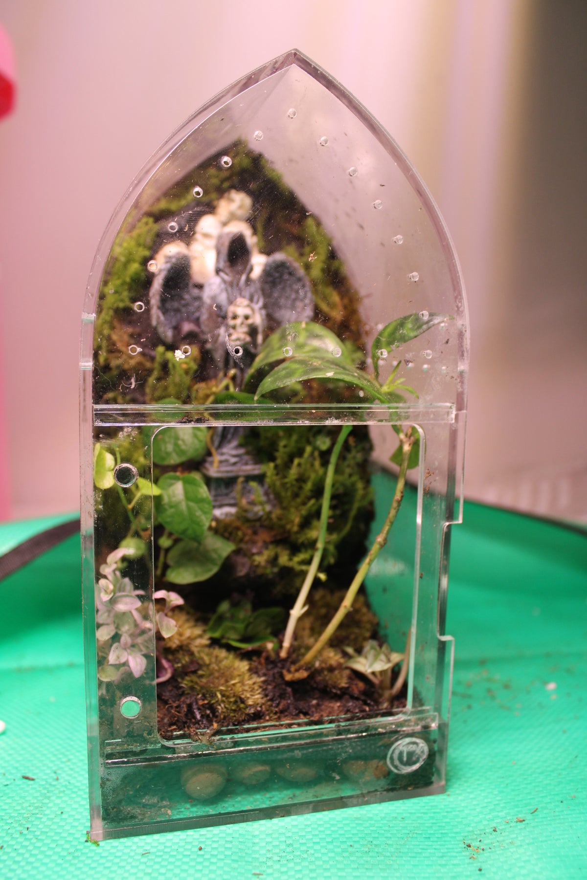 Gothic Forest Bioactive Jumping Spider Enclosure
