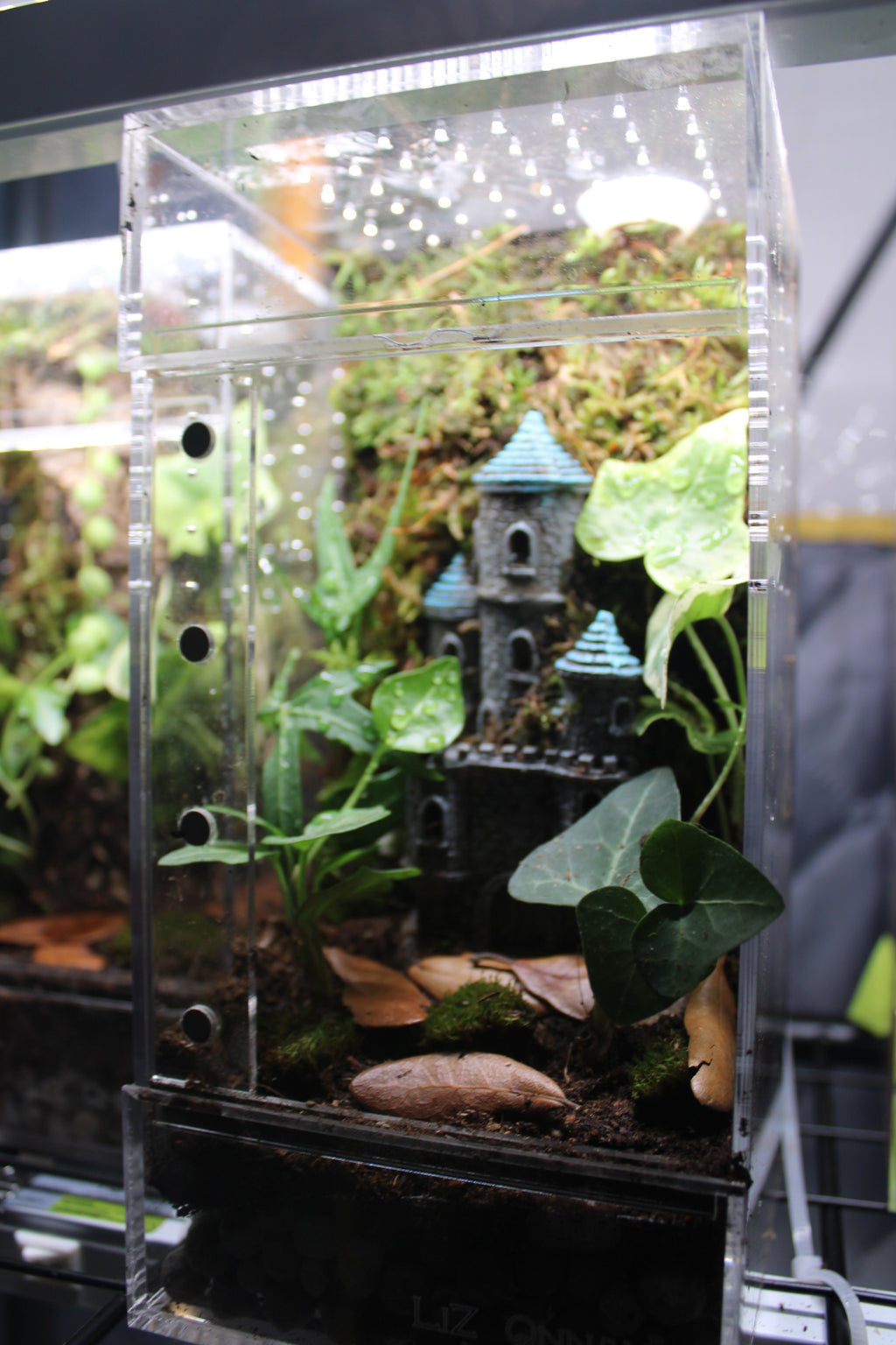 Fairytale Castle Bioactive Jumping Spider Enclosure