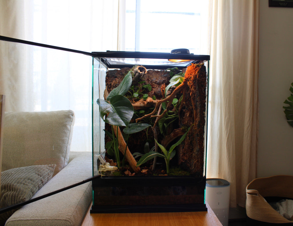 Custom Bioactive Enclosure