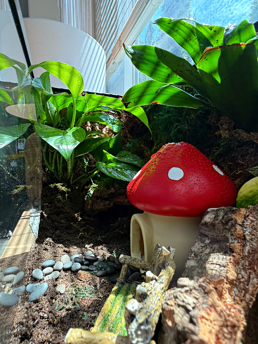 Custom Bioactive Enclosure