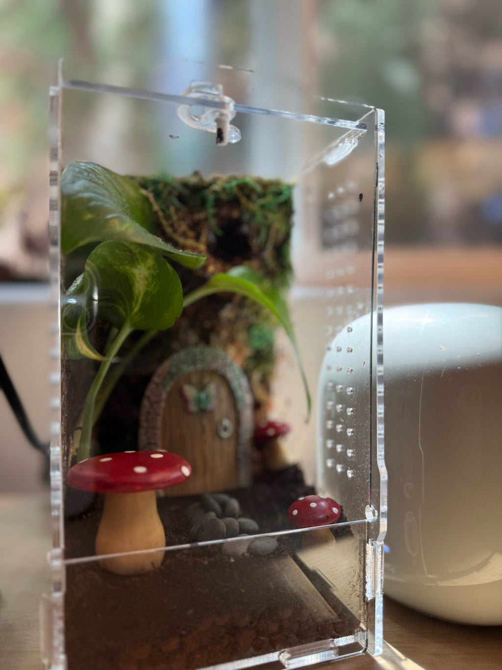 Custom Bioactive Jumping Spider Enclosure