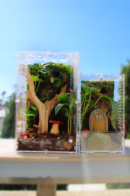 Custom Bioactive Jumping Spider Enclosure