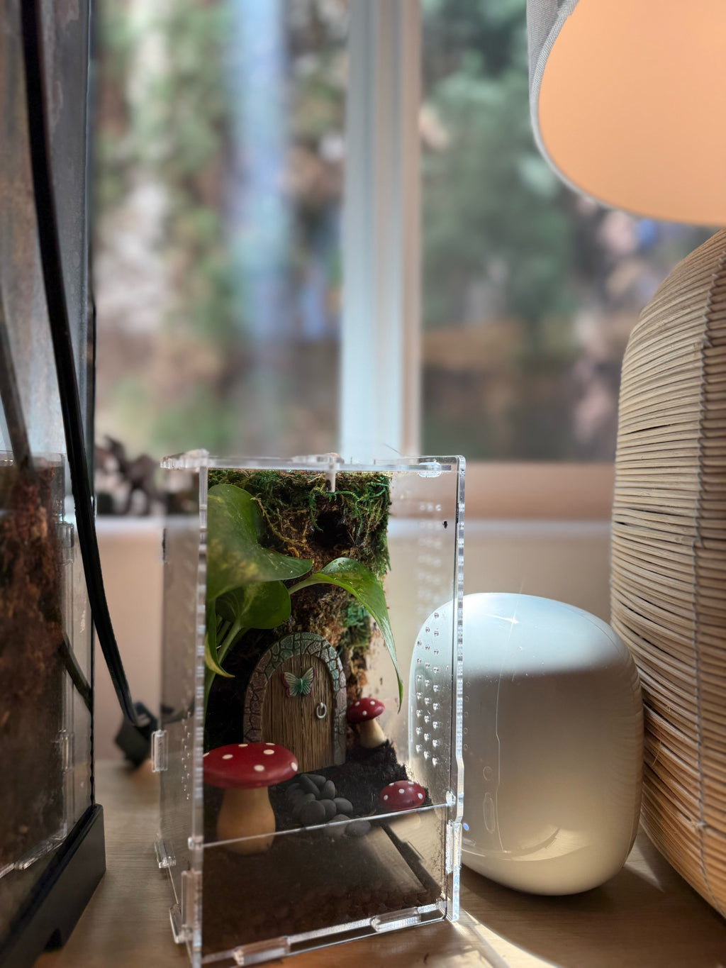 Custom Bioactive Jumping Spider Enclosure