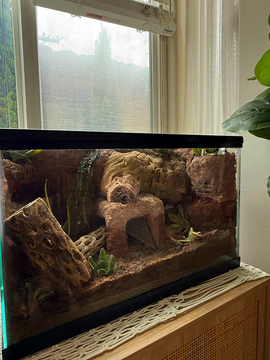 Custom Bioactive Enclosure