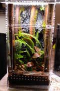Rocky Forest Canopy Bioactive Jumping Spider Enclosure