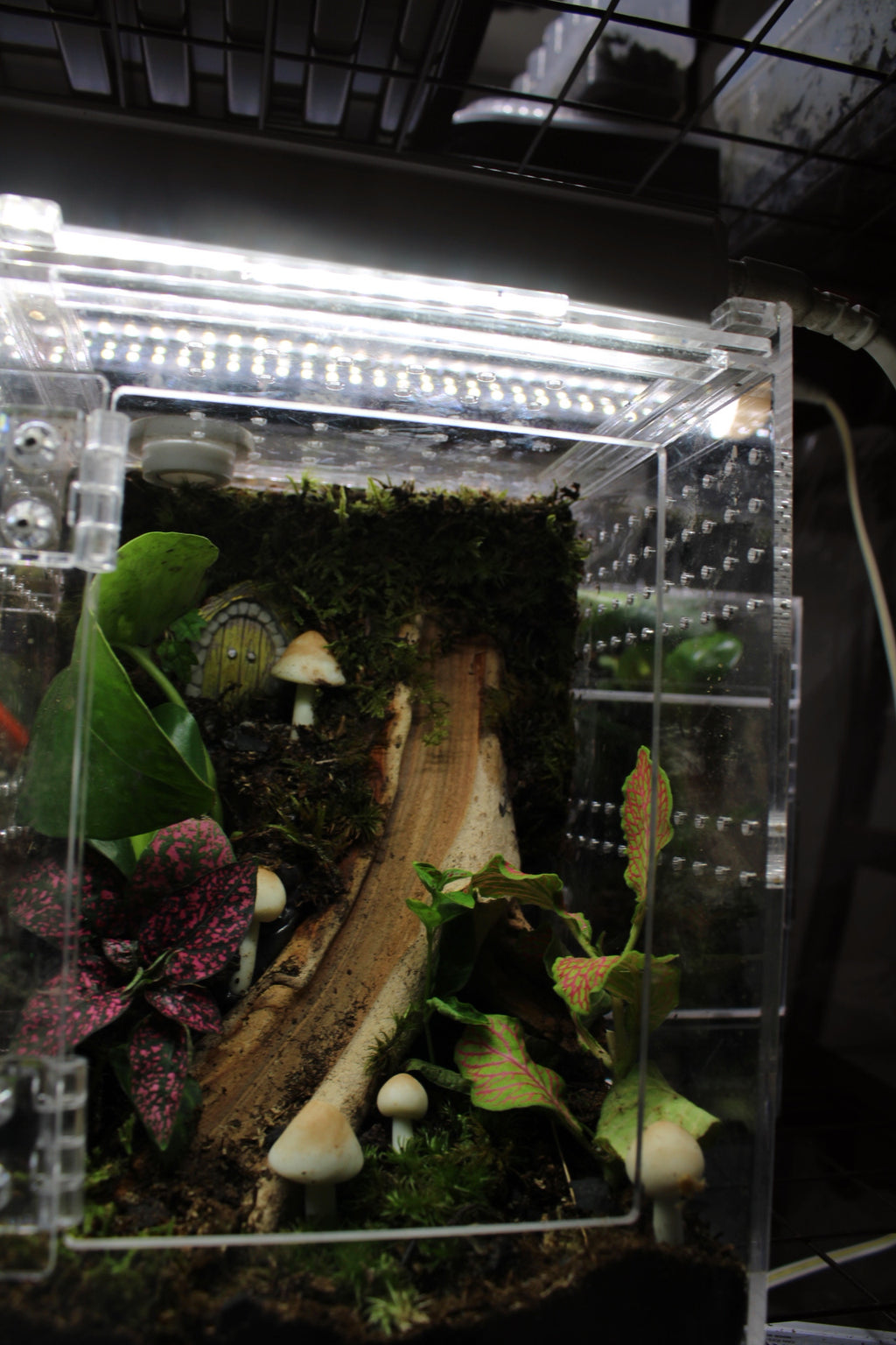 Mushroom Fairy Garden BIoactive Jumping Spider Enclosure