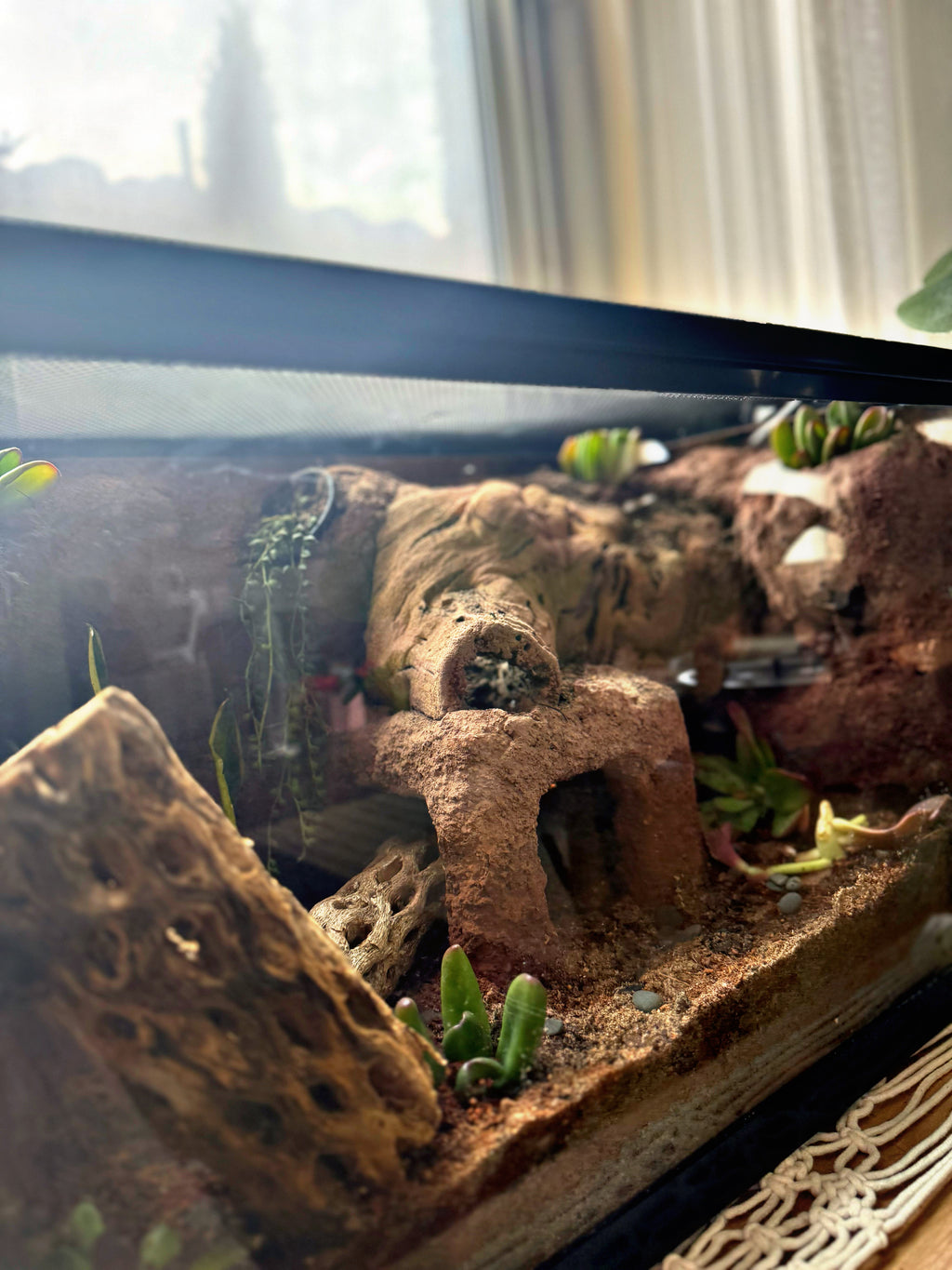 Custom Bioactive Enclosure