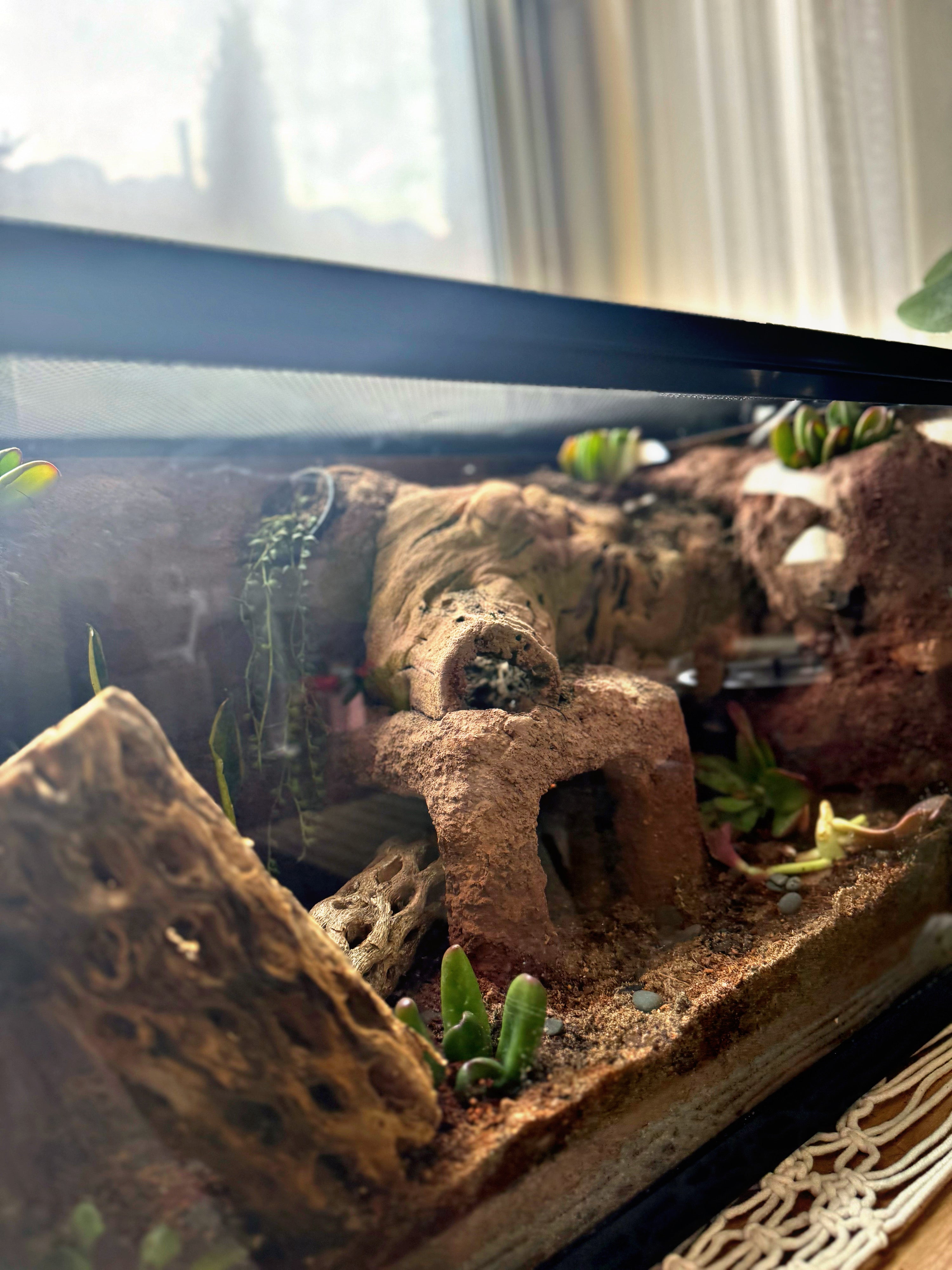 Custom Bioactive Enclosure