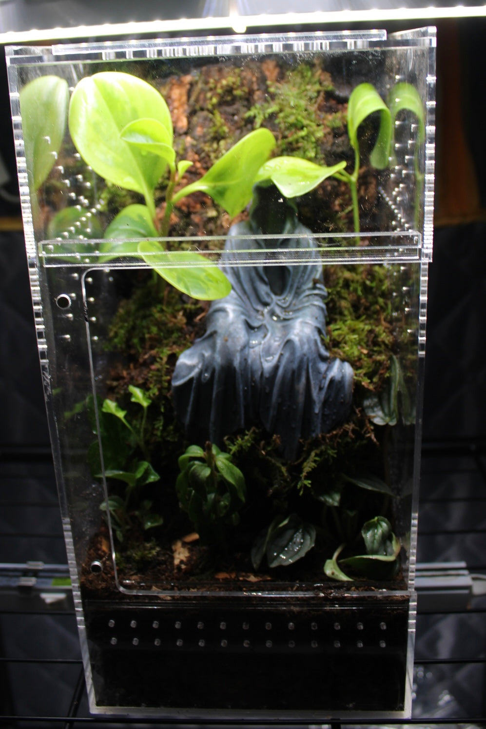 Dark Fantasy Shrine Bioactive Jumping Spider Enclosure