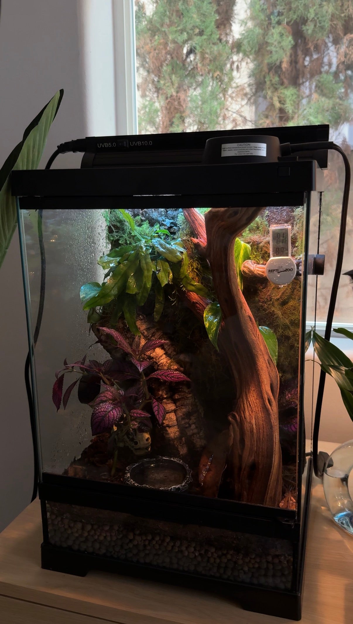 Custom Bioactive Enclosure