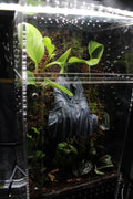 Dark Fantasy Shrine Bioactive Jumping Spider Enclosure