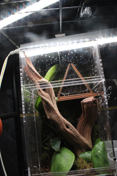 Cabin In The Woods Bioactive Jumping Spider Enclosure