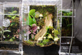 Mushroom Fairy Garden BIoactive Jumping Spider Enclosure