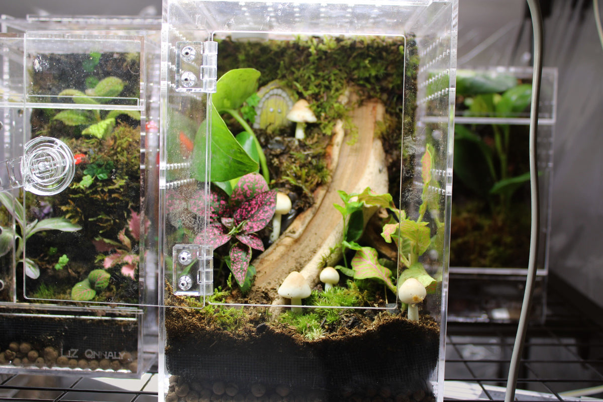 Mushroom Fairy Garden BIoactive Jumping Spider Enclosure