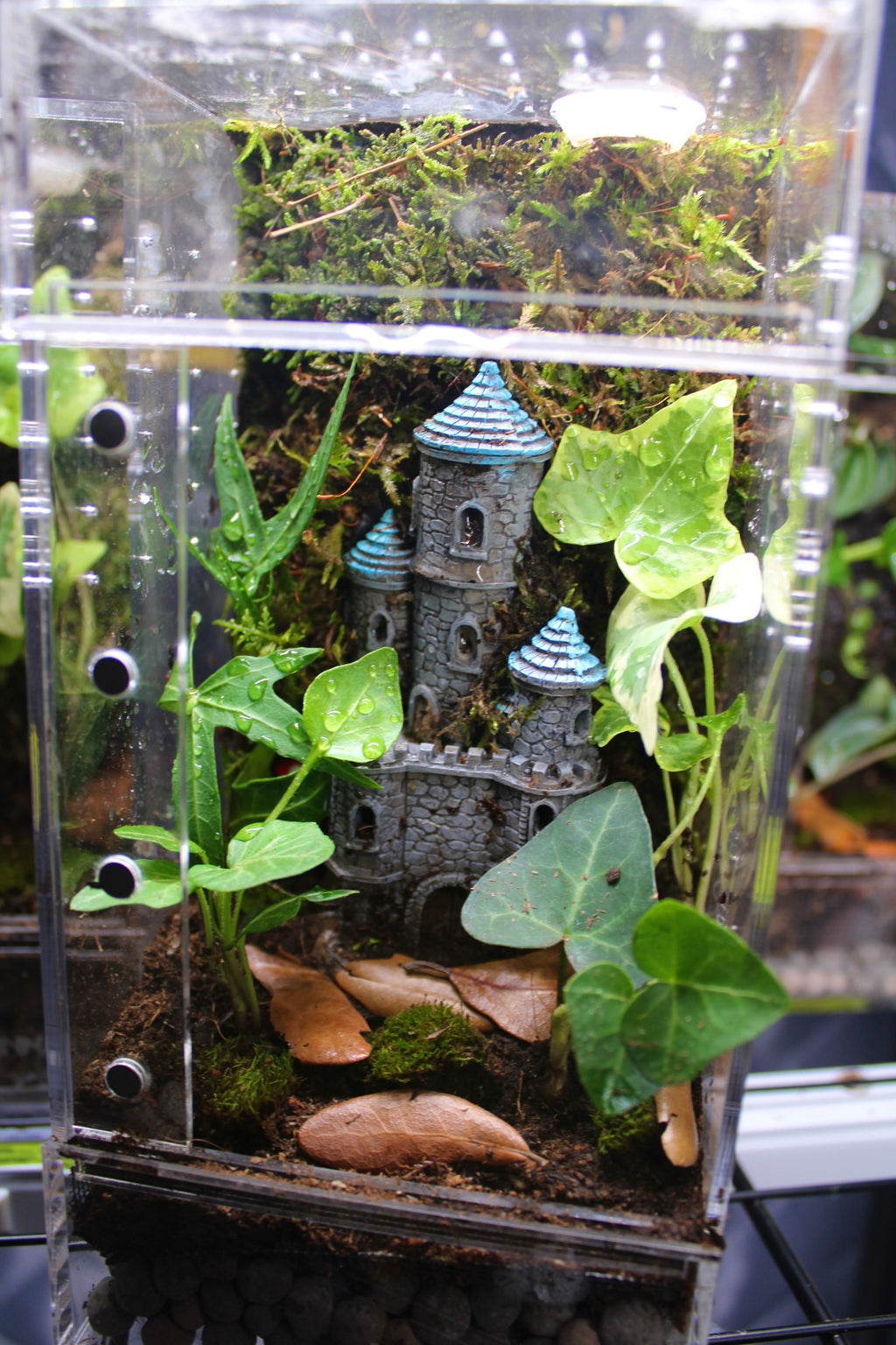 Fairytale Castle Bioactive Jumping Spider Enclosure