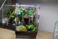 Jurassic Jumping Spider Enclosure