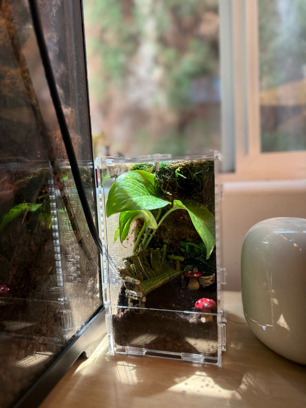 Custom Bioactive Jumping Spider Enclosure
