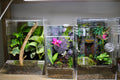 Custom Bioactive Jumping Spider Enclosure