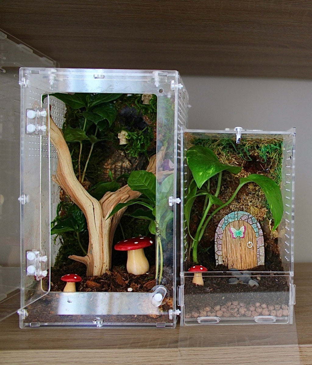 Custom Bioactive Jumping Spider Enclosure