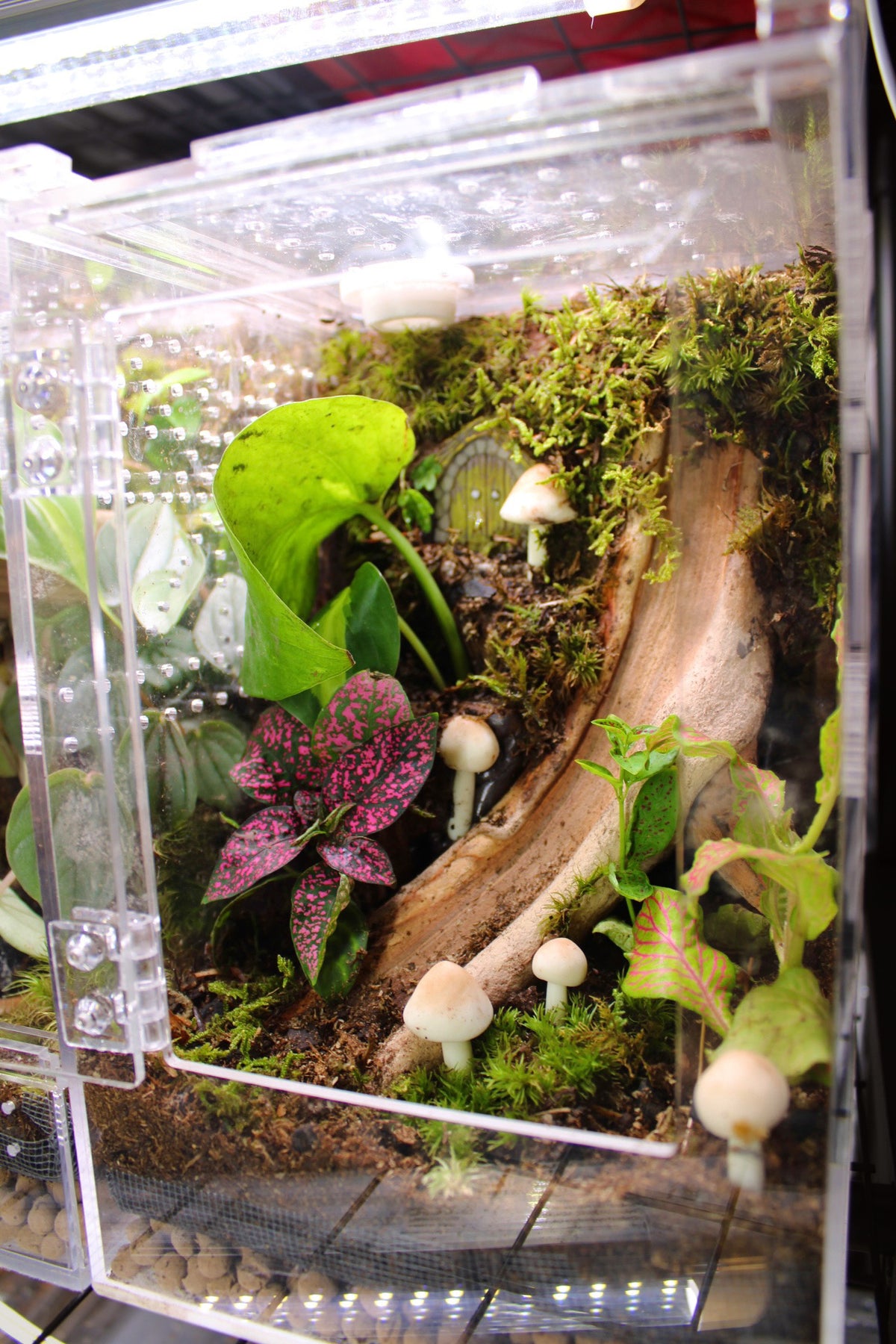 Mushroom Fairy Garden BIoactive Jumping Spider Enclosure