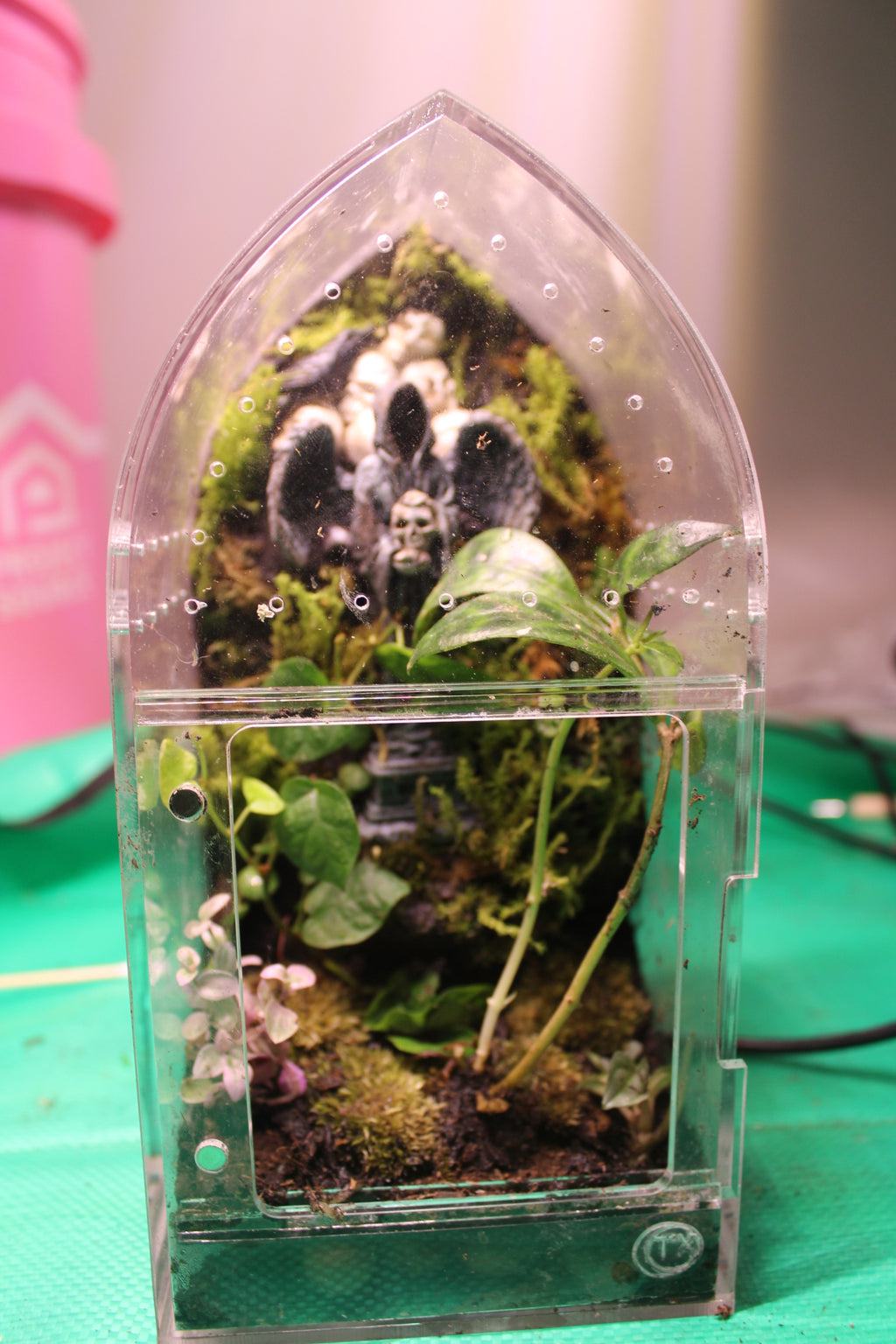 Gothic Forest Bioactive Jumping Spider Enclosure