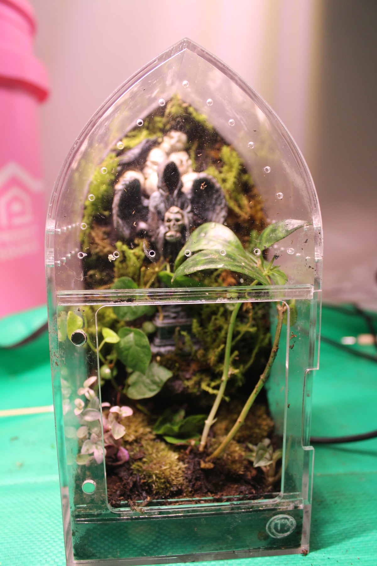 Gothic Forest Bioactive Jumping Spider Enclosure