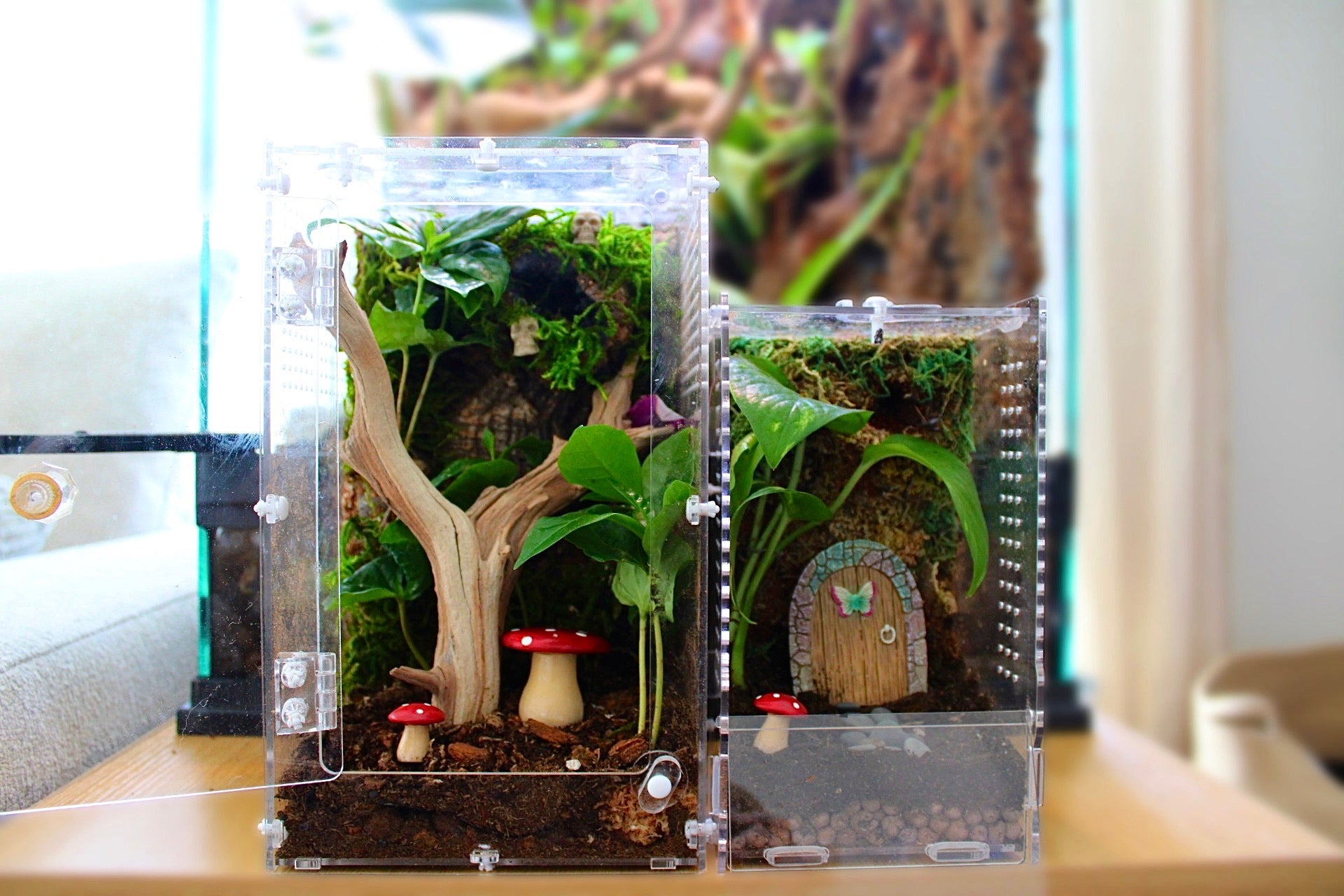 Custom Bioactive Jumping Spider Enclosure