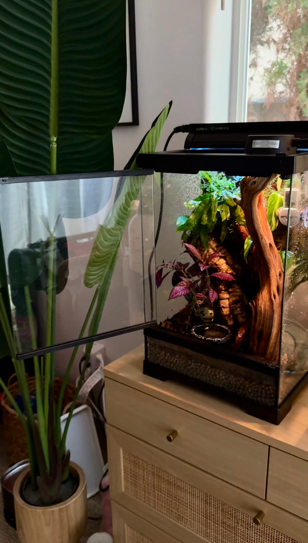 Custom Bioactive Enclosure