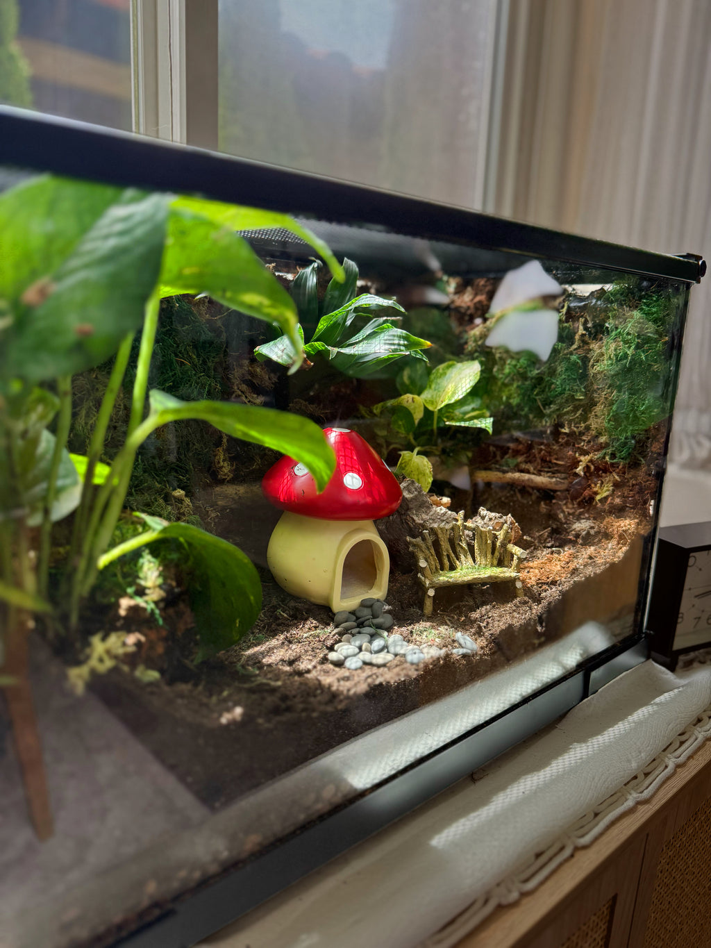 Custom Bioactive Enclosure