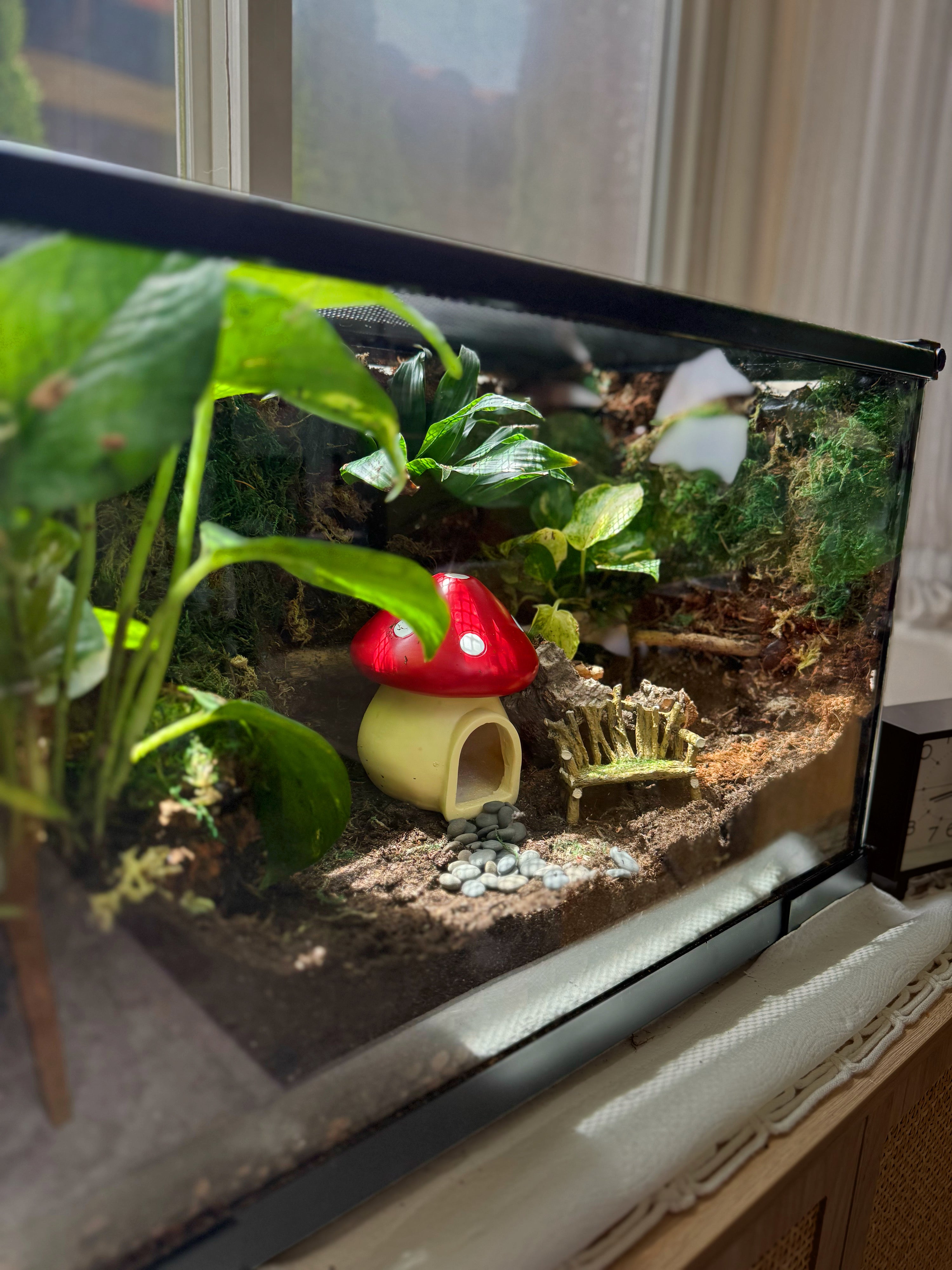 Custom Bioactive Enclosure