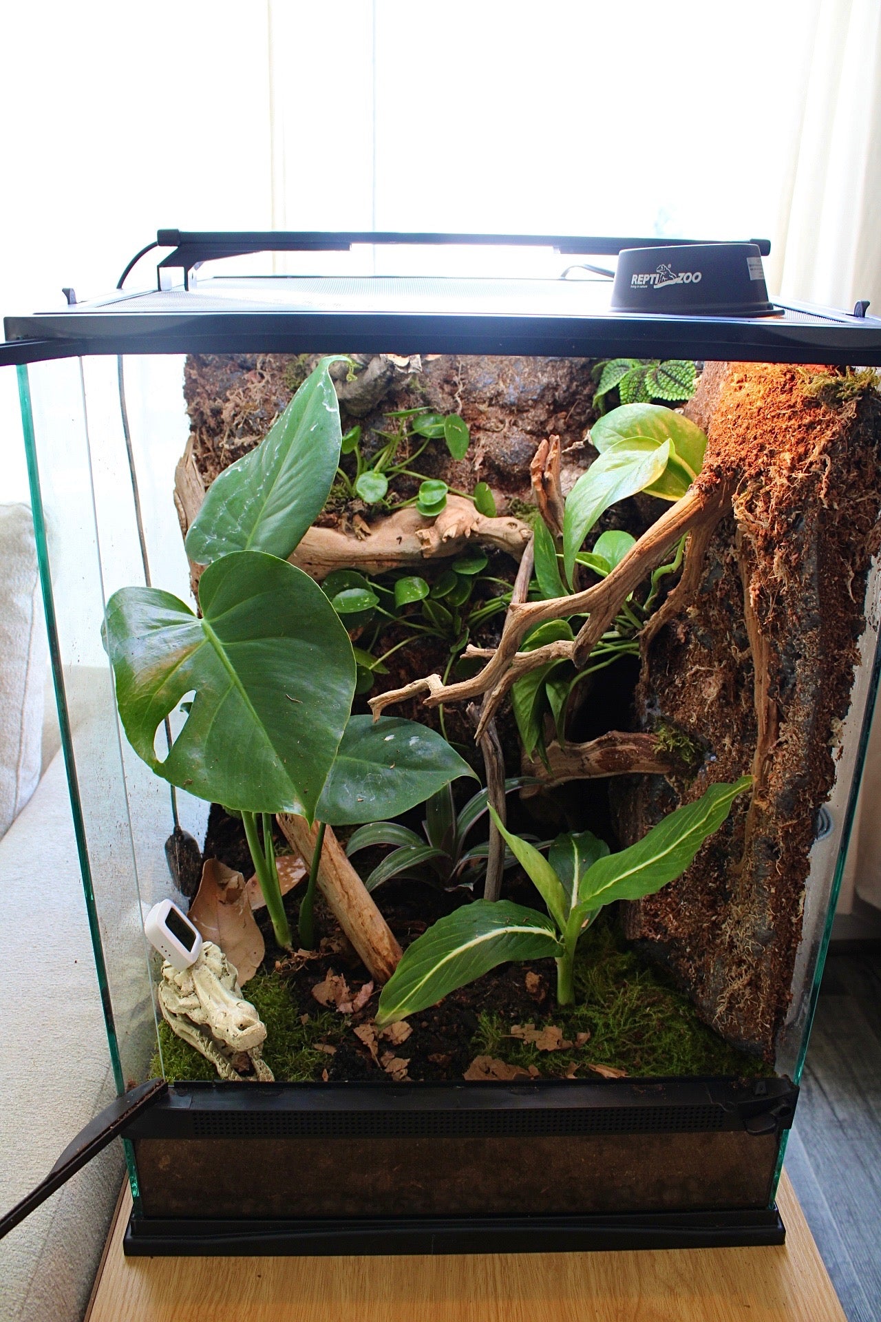 Custom Bioactive Enclosure