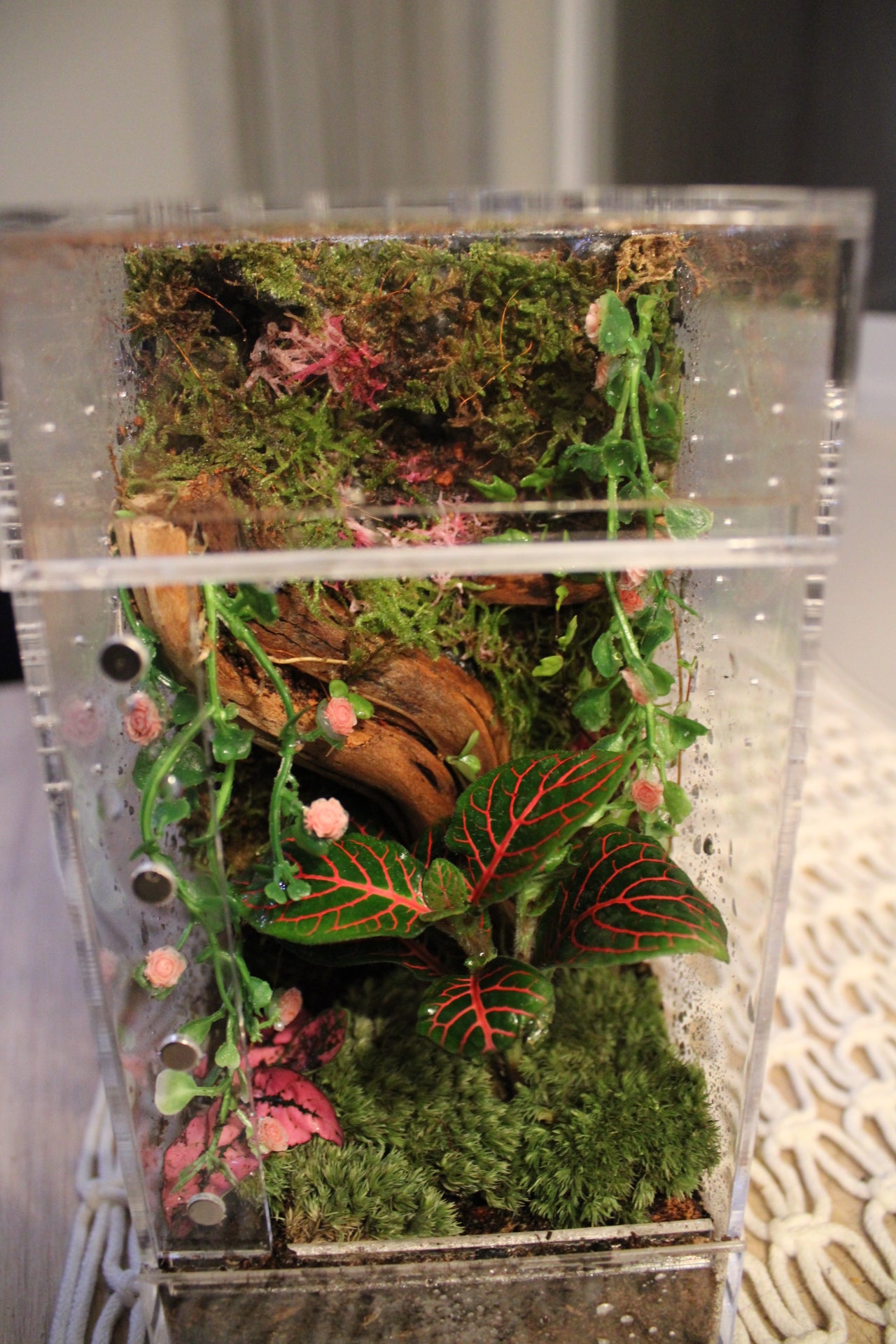 Mossy Rose Garden Bioactive Jumping Spider Enclosure