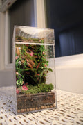Mossy Rose Garden Bioactive Jumping Spider Enclosure