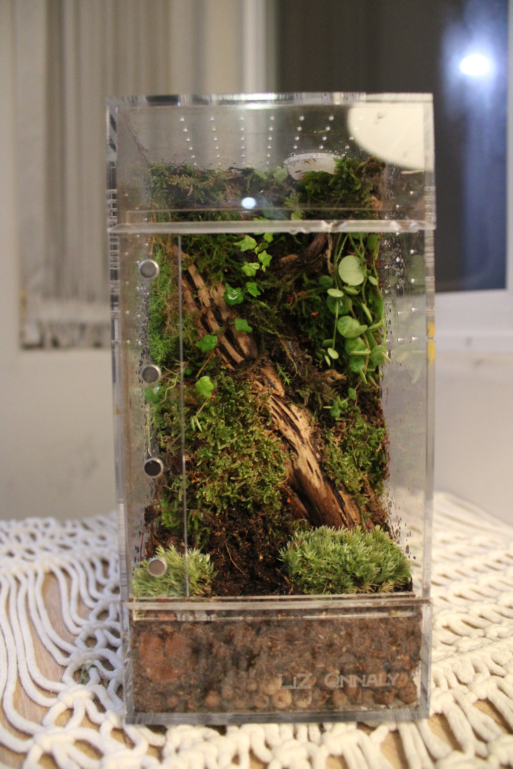 Mossy Woodland Bioactive Jumping Spider Enclosure
