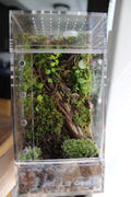 Mossy Woodland Bioactive Jumping Spider Enclosure