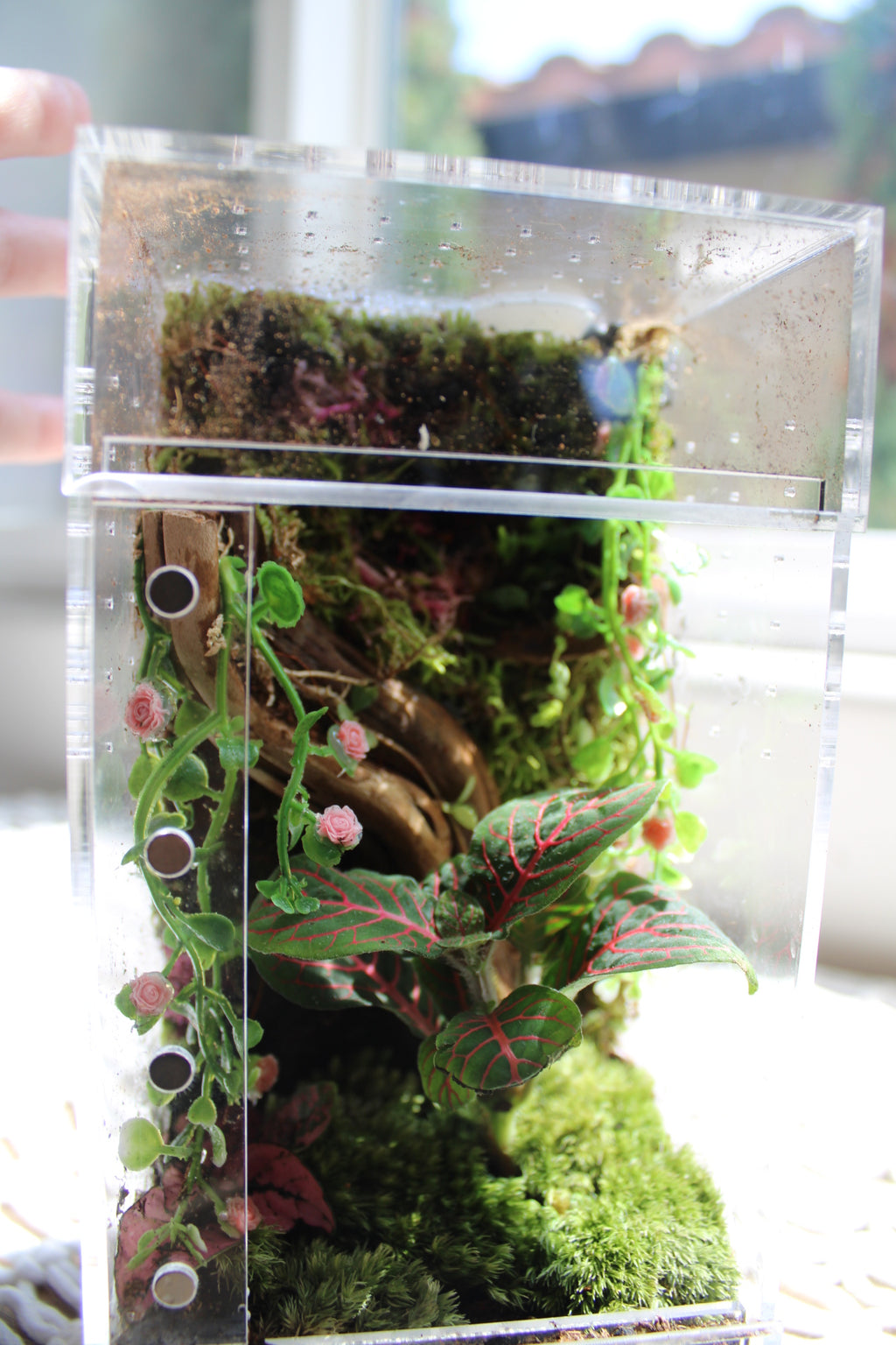 Mossy Rose Garden Bioactive Jumping Spider Enclosure