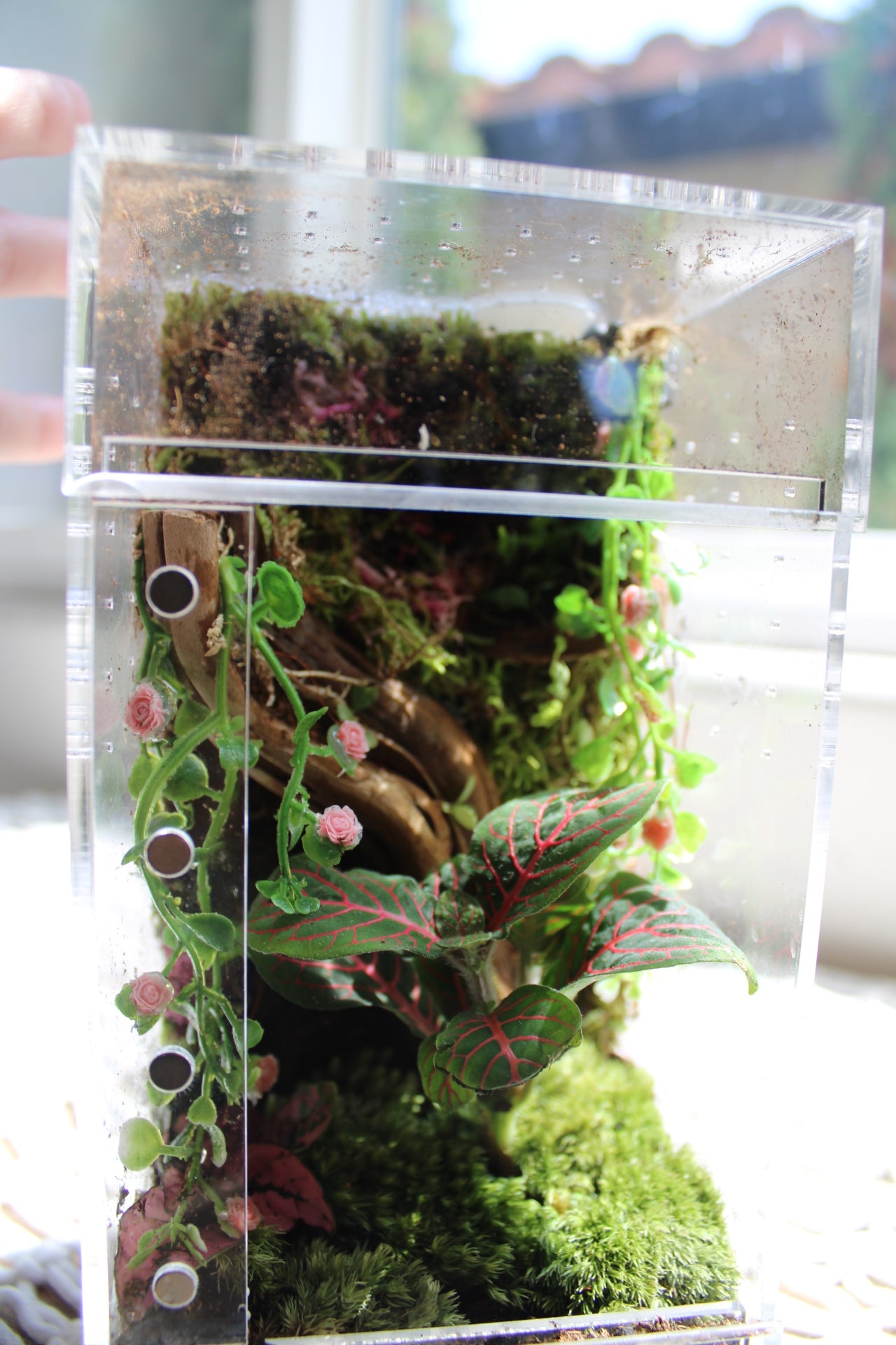 Mossy Rose Garden Bioactive Jumping Spider Enclosure