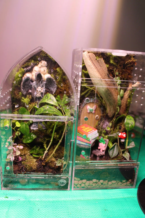 Custom Bioactive Jumping Spider Enclosure