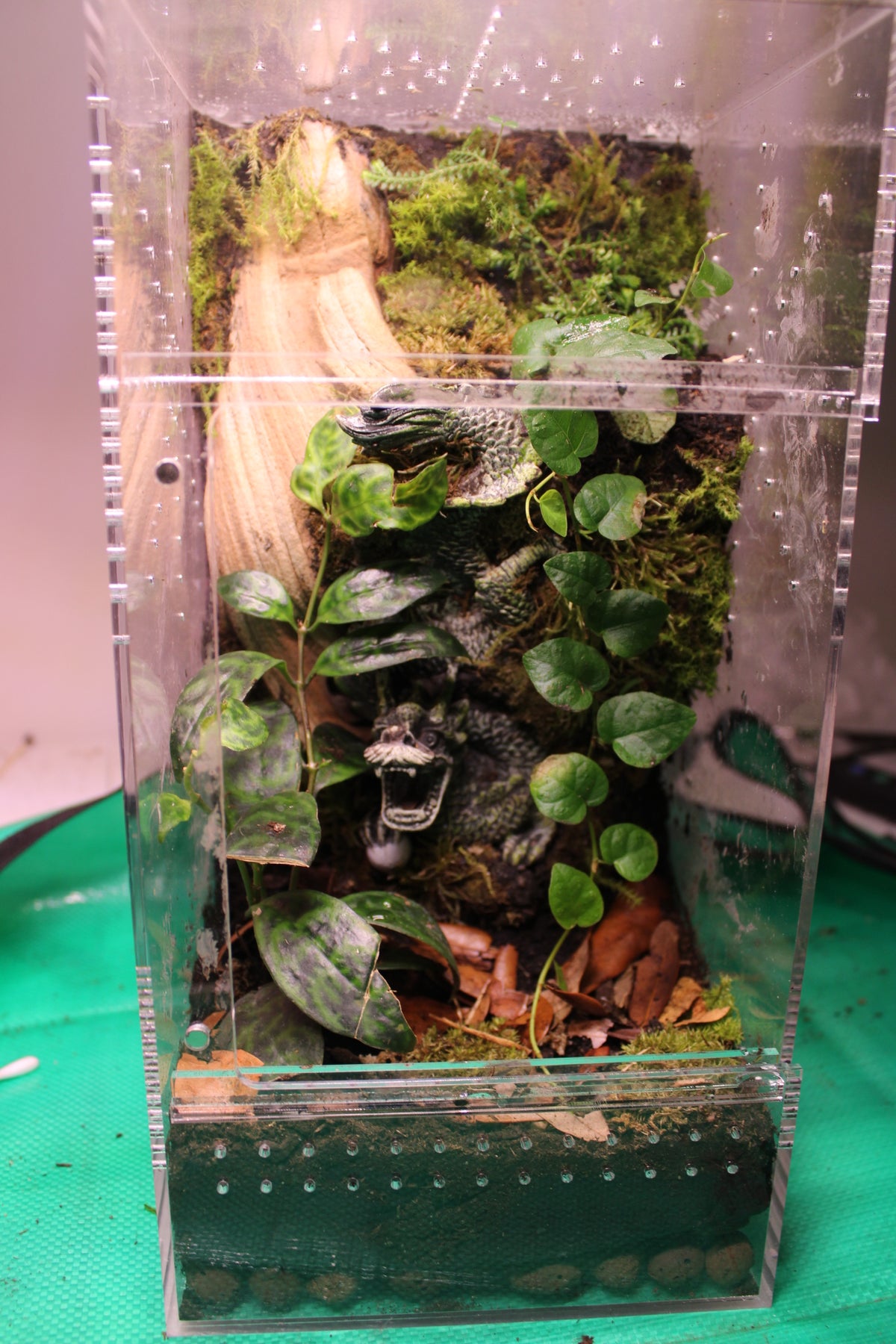 Custom Bioactive Jumping Spider Enclosure