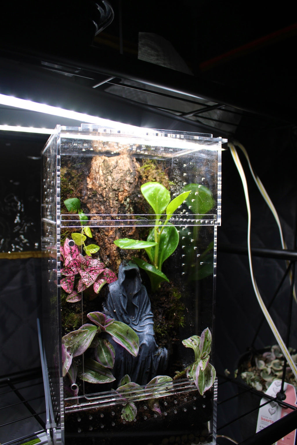Dark Fantasy Shrine Bioactive Jumping Spider Enclosure