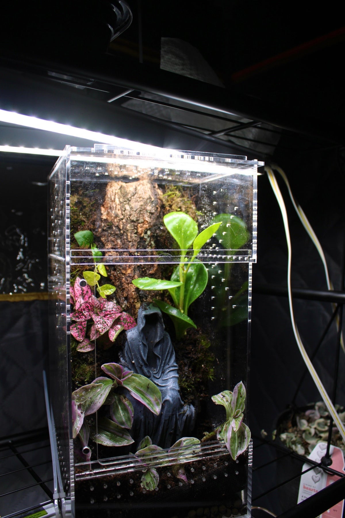 Dark Fantasy Shrine Bioactive Jumping Spider Enclosure
