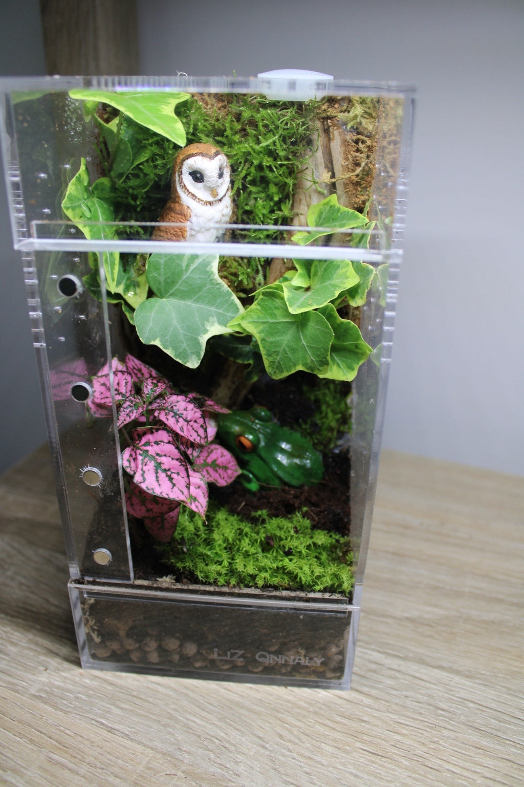 Enchanted Forest Bioactive Jumping Spider Enclosure